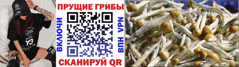 Галлюциногенные грибы MAGIC MUSHROOMS  Купить закладки  Суровикино 